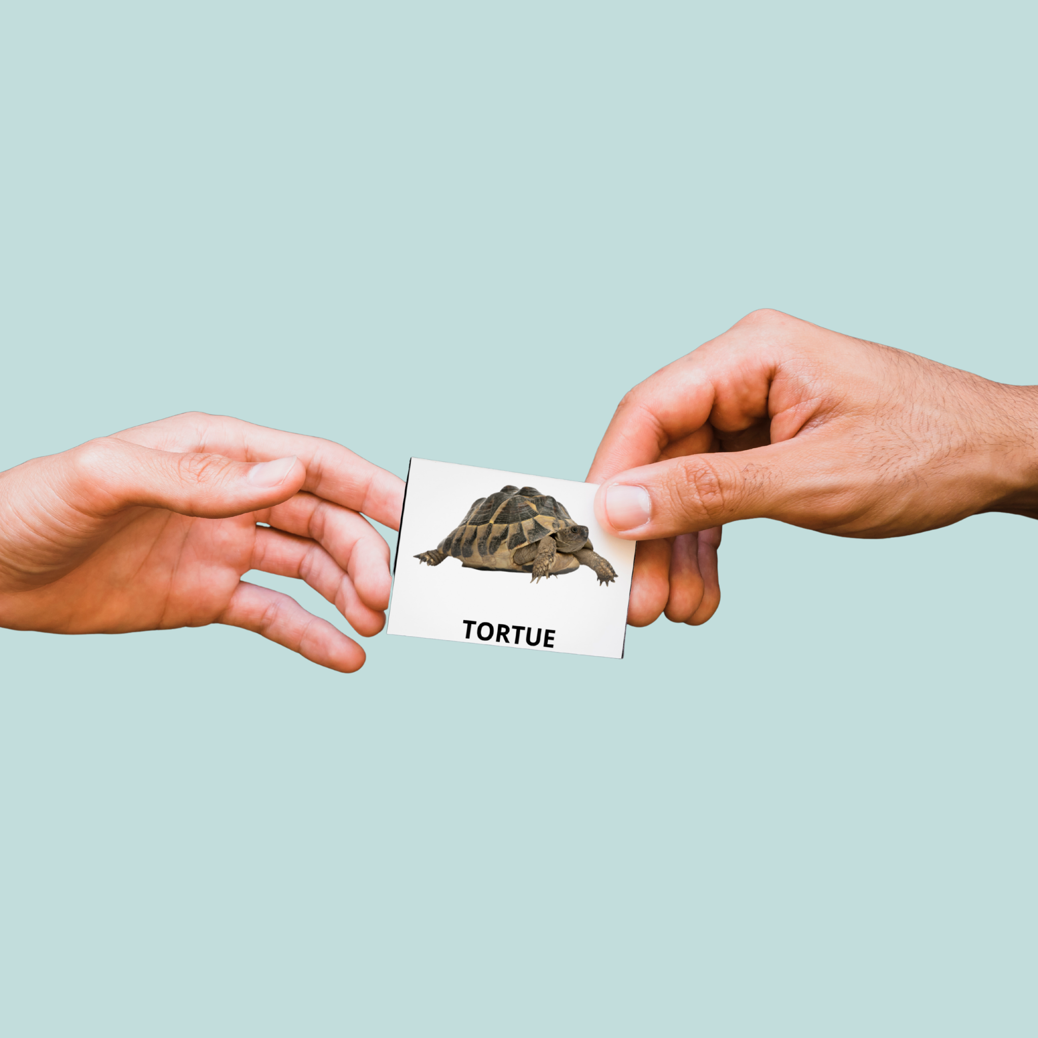 Carte animal tortue échangée de main en main